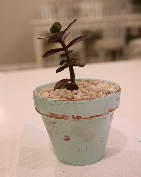 succulent-pot